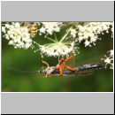 Dolichomitus messor - Schlupfwespe w02g 30mm - OS-Hellern Wiese det06.jpg